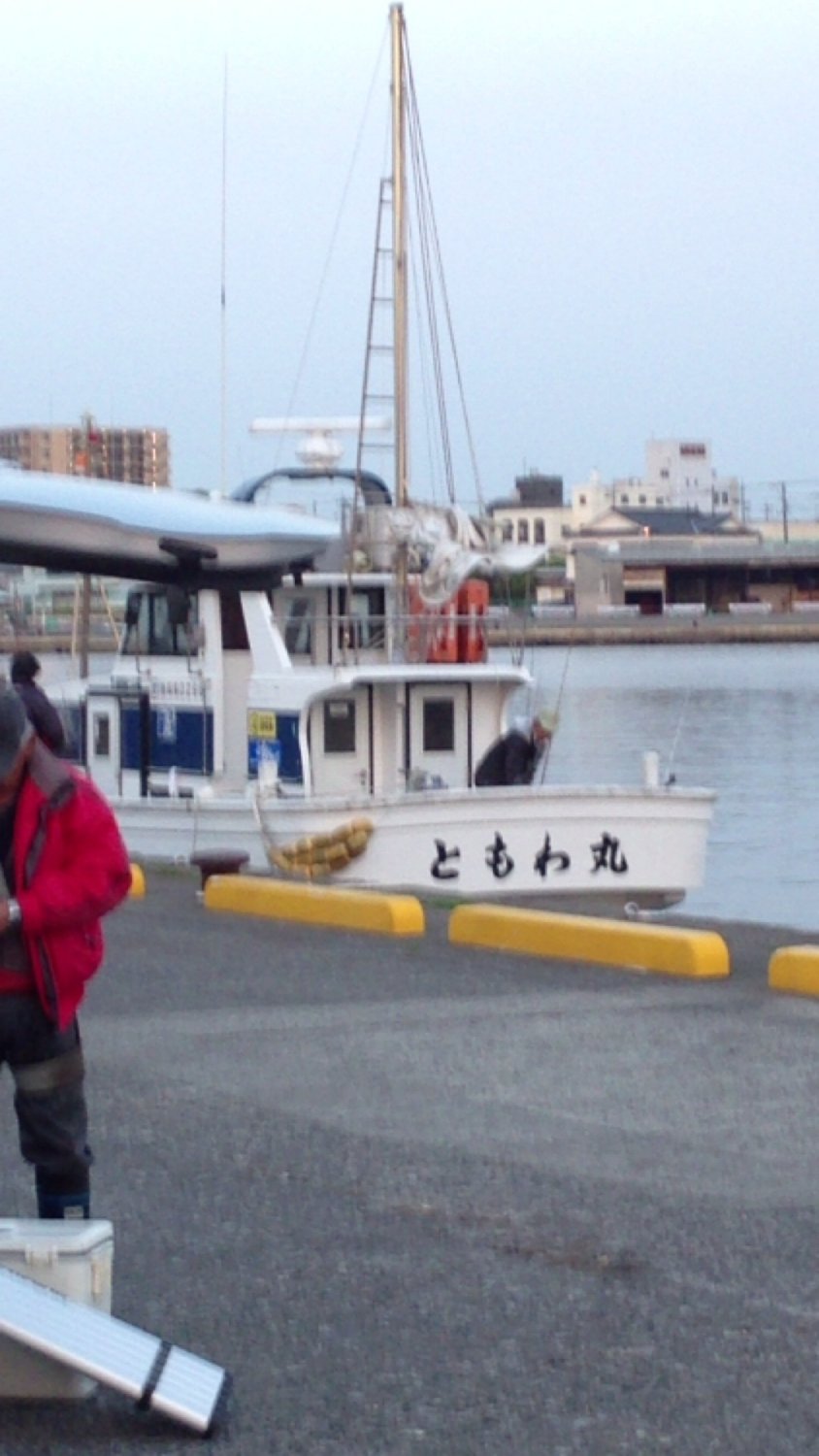 船11 今シーズン本当に終盤のヤリイカとムギイカ と連子鯛 へ 焼津 小川港 船エサ釣屋